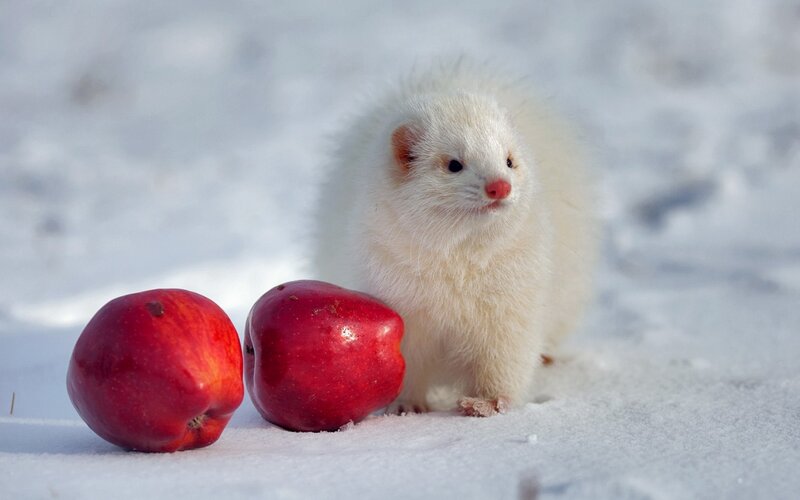 White Ferret in Snow
