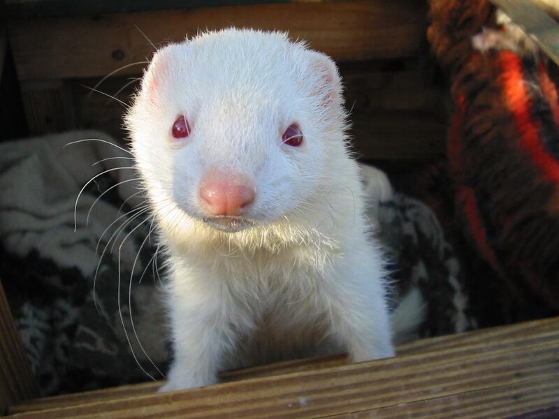 white ferret in wooden enclosure