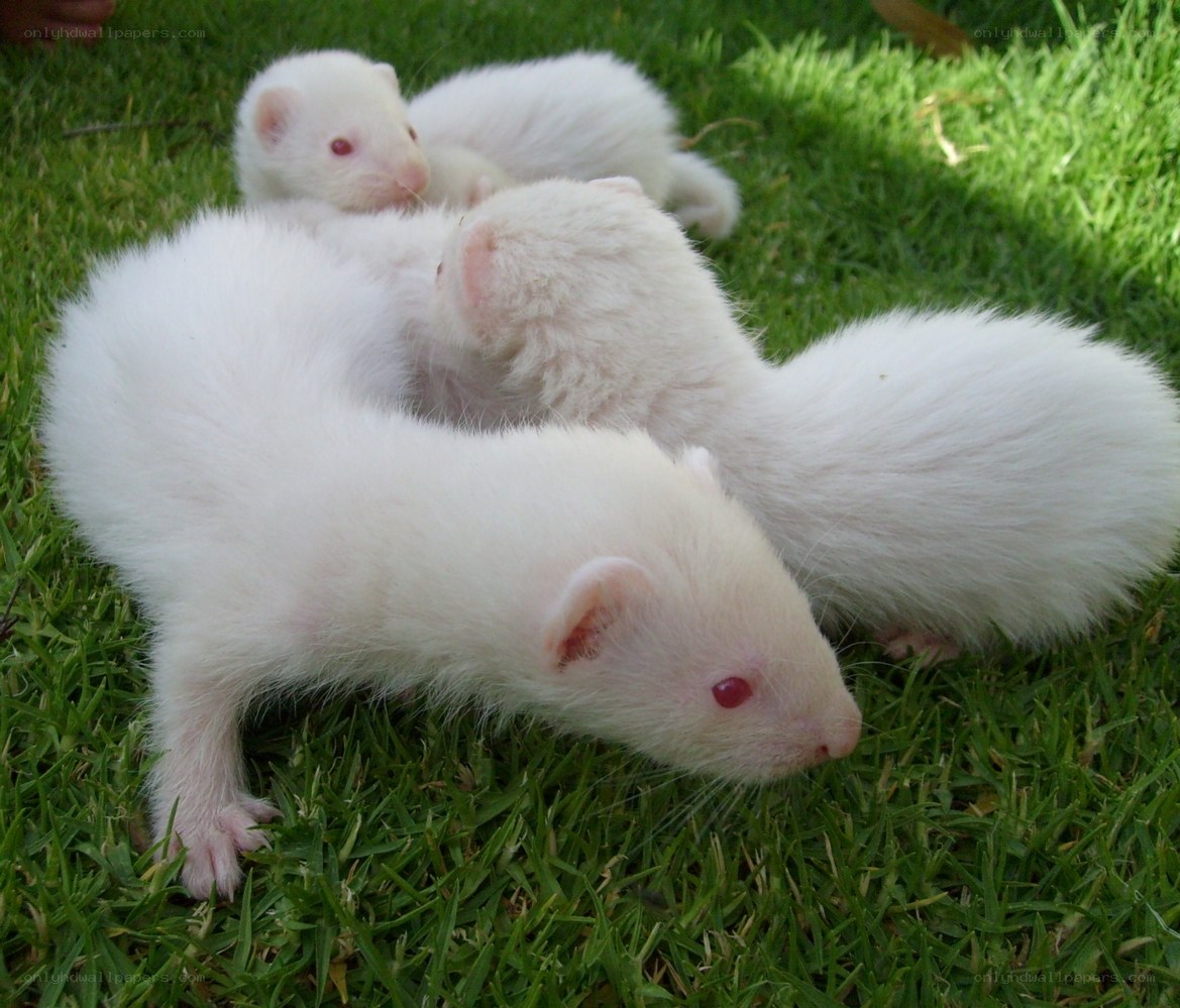 White ferret kits on grass