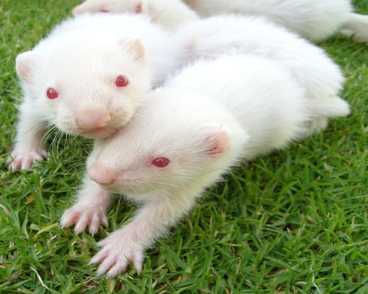 White ferret kits on grass