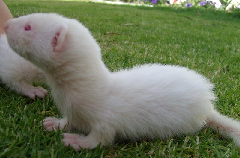 white ferret on grass