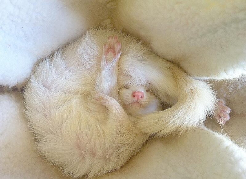 White Ferret Sleeping