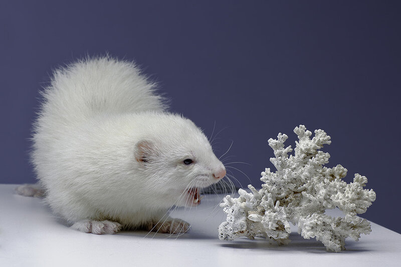 White Ferret Sniffing Coral