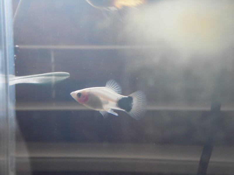 White Fish with Black Tail
