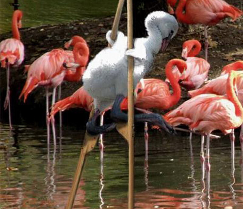 White Flamingo Chick