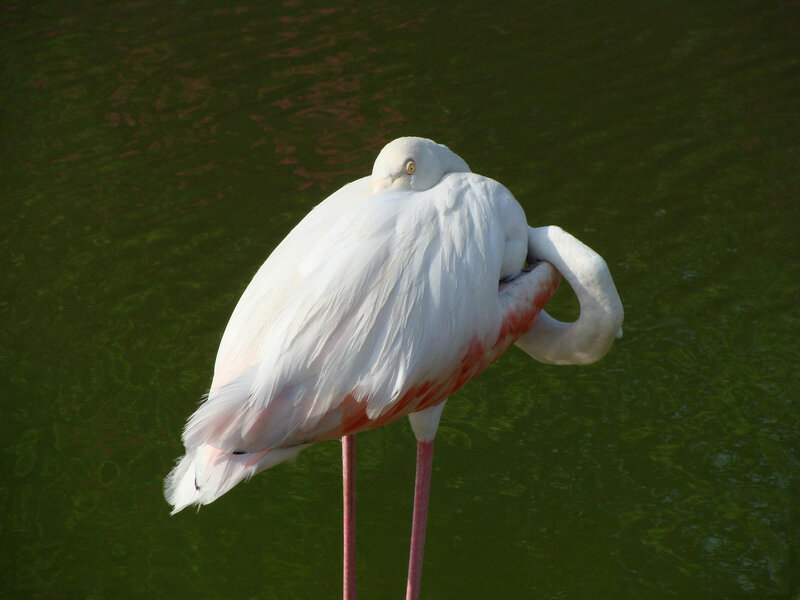 White Flamingo Preening