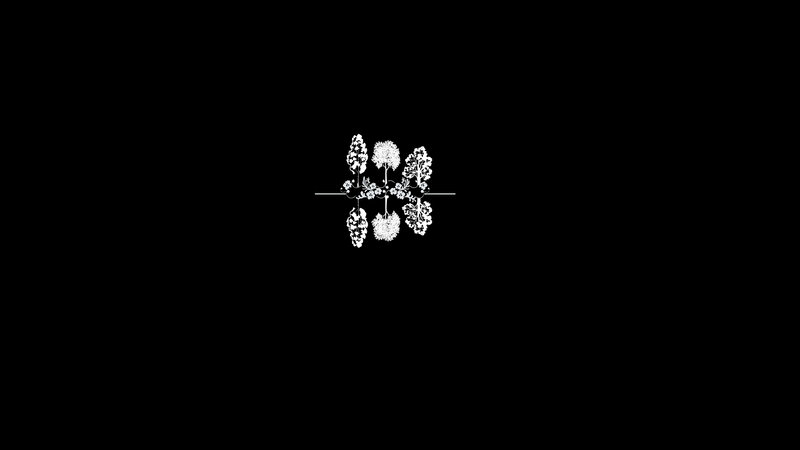 White Floral Pattern — Black, Calm, Minimalist