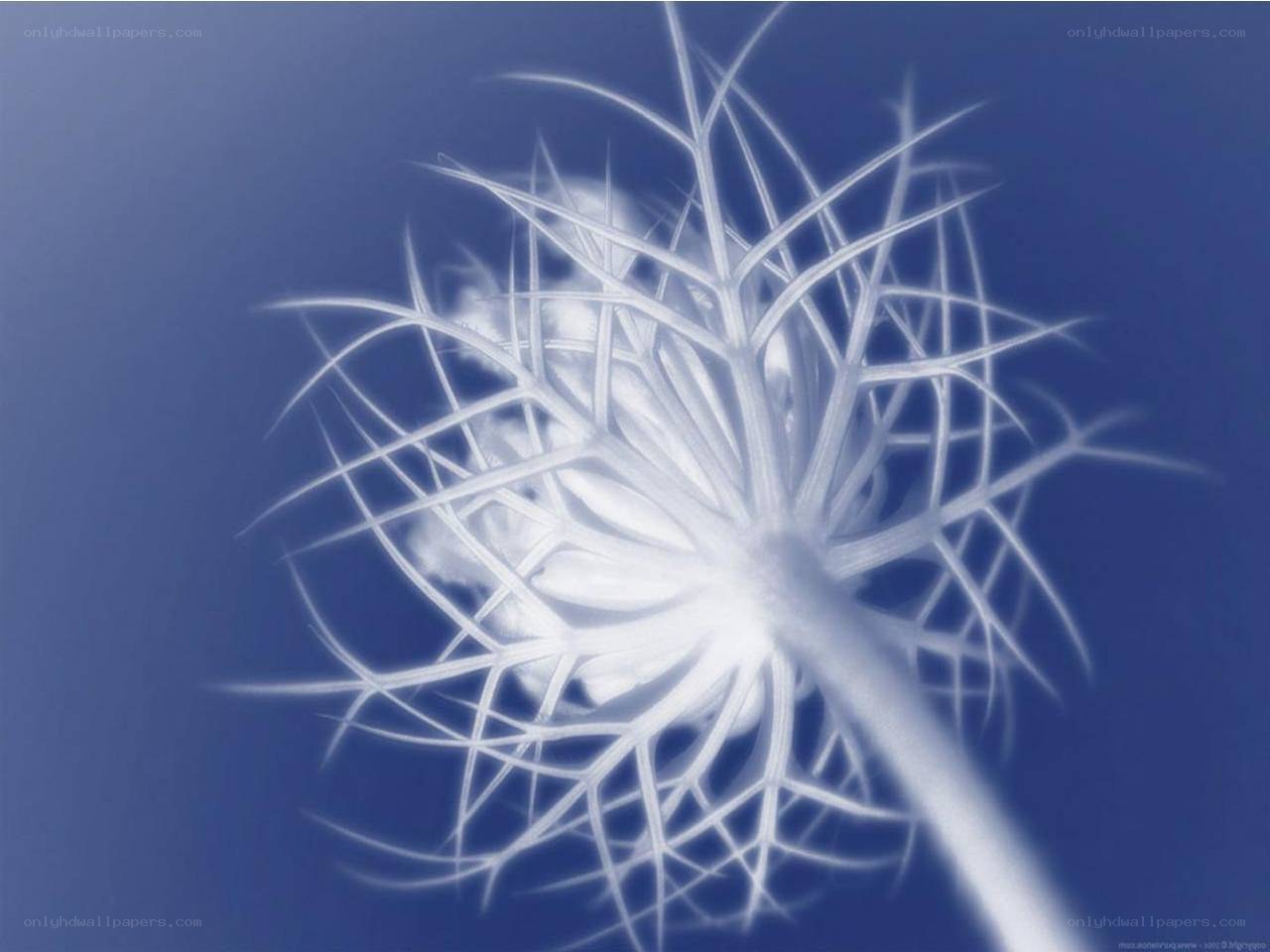 white flower against blue background