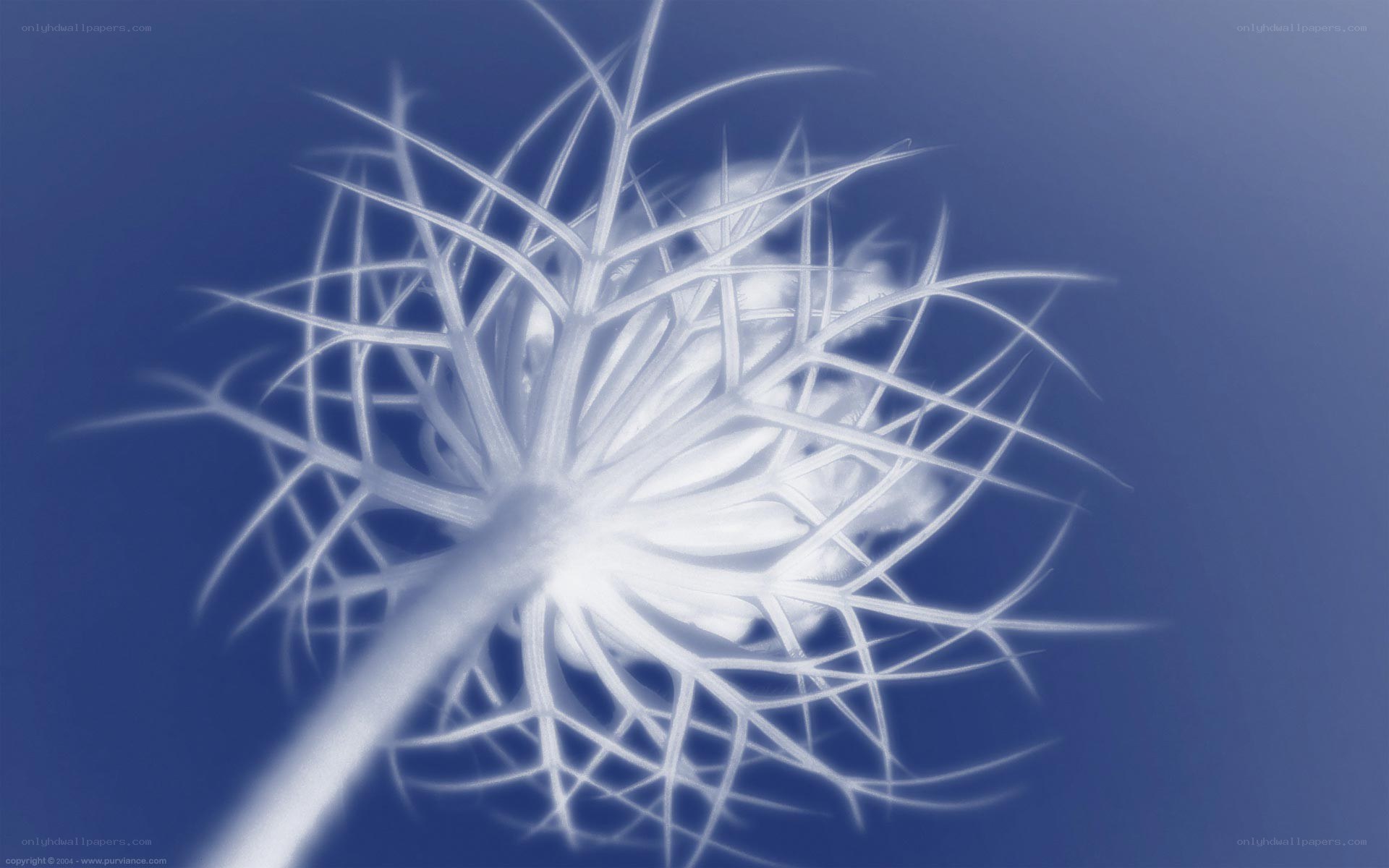 white flower against blue background