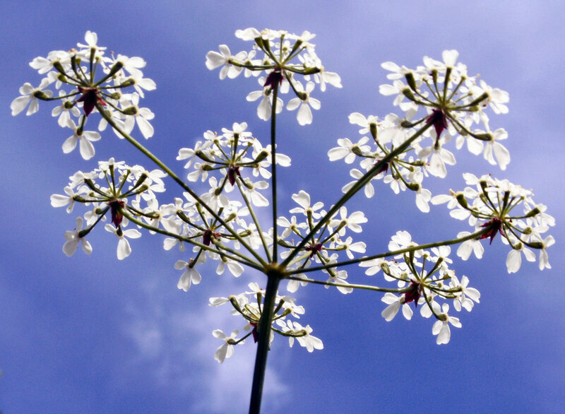 White flower against blue sky