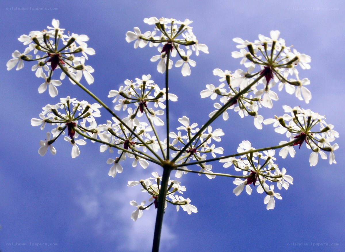 White flower against blue sky