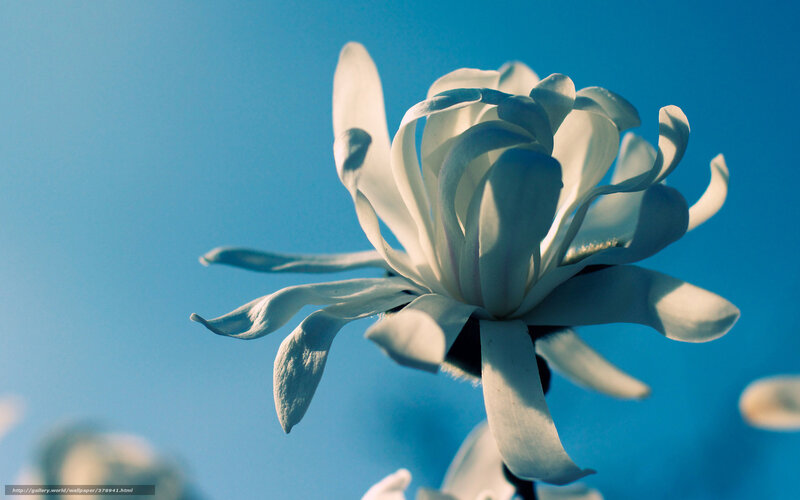 White flower against blue sky
