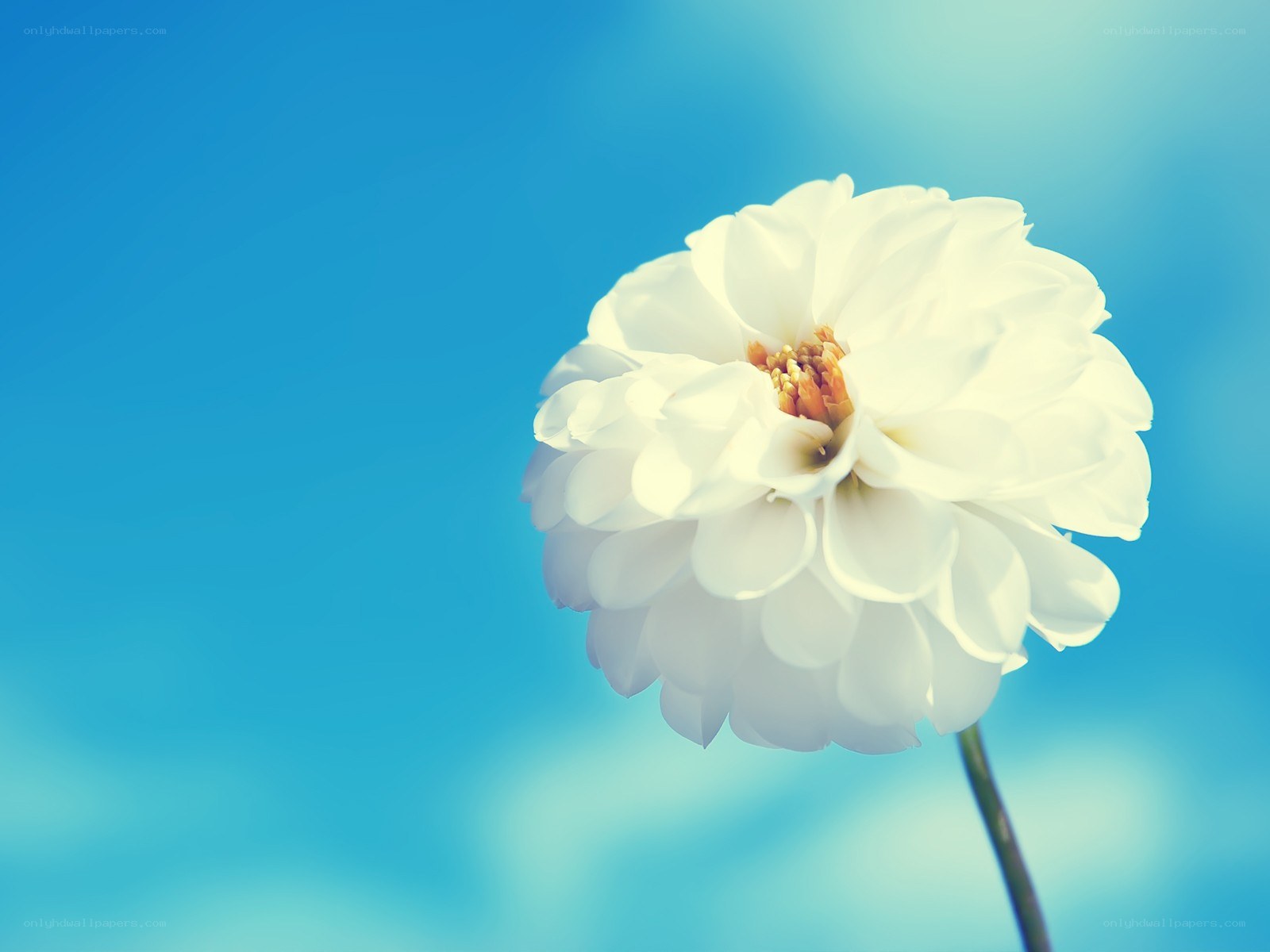 White flower against blue sky