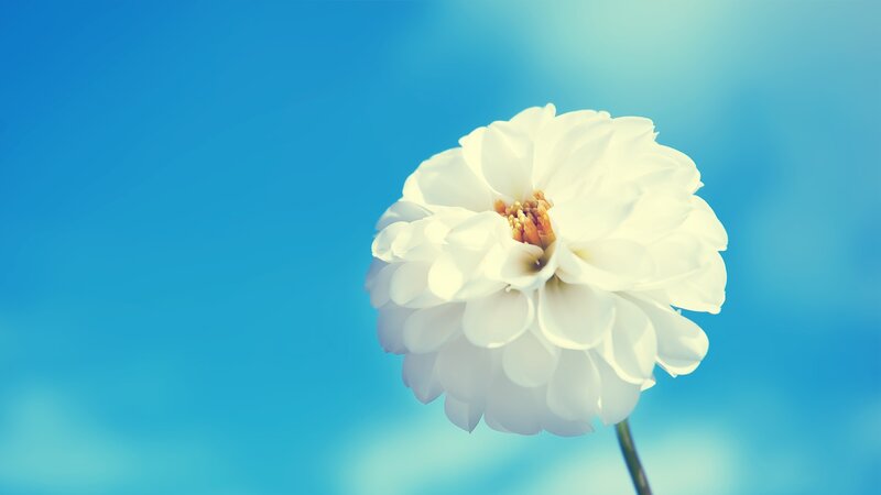 White Flower Against Blue Sky — Afternoon