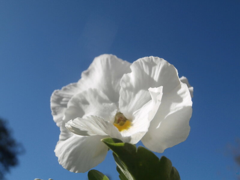 White Flower Against Blue Sky — Serene, Afternoon, Photograph