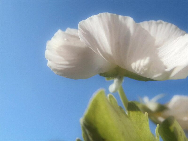 White Flower Against Blue Sky — Serene, Afternoon