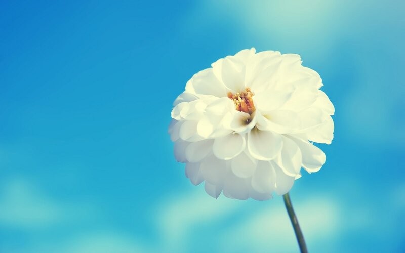 White Flower Against Blue Sky — Serene