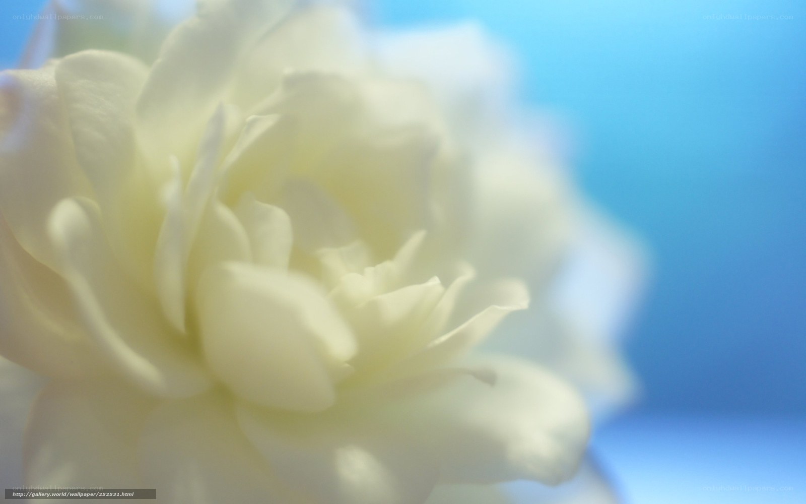 white flower against blue sky
