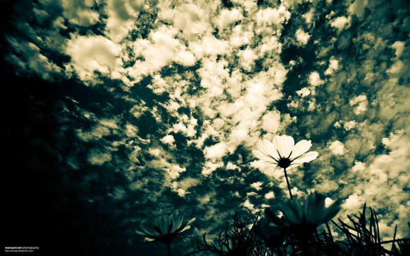 White Flower Against Cloudy Sky