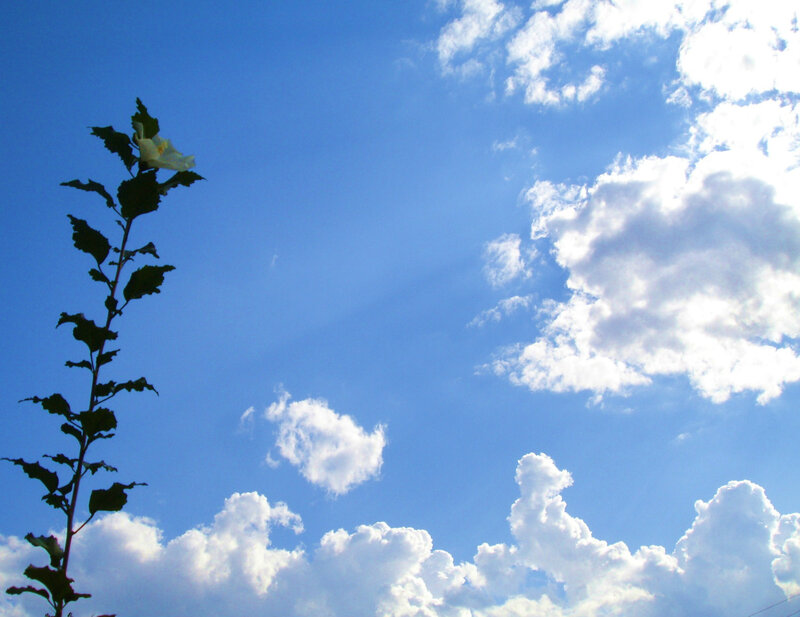 White Flower Against Sky