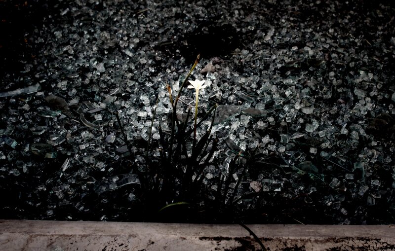 White flower among broken glass