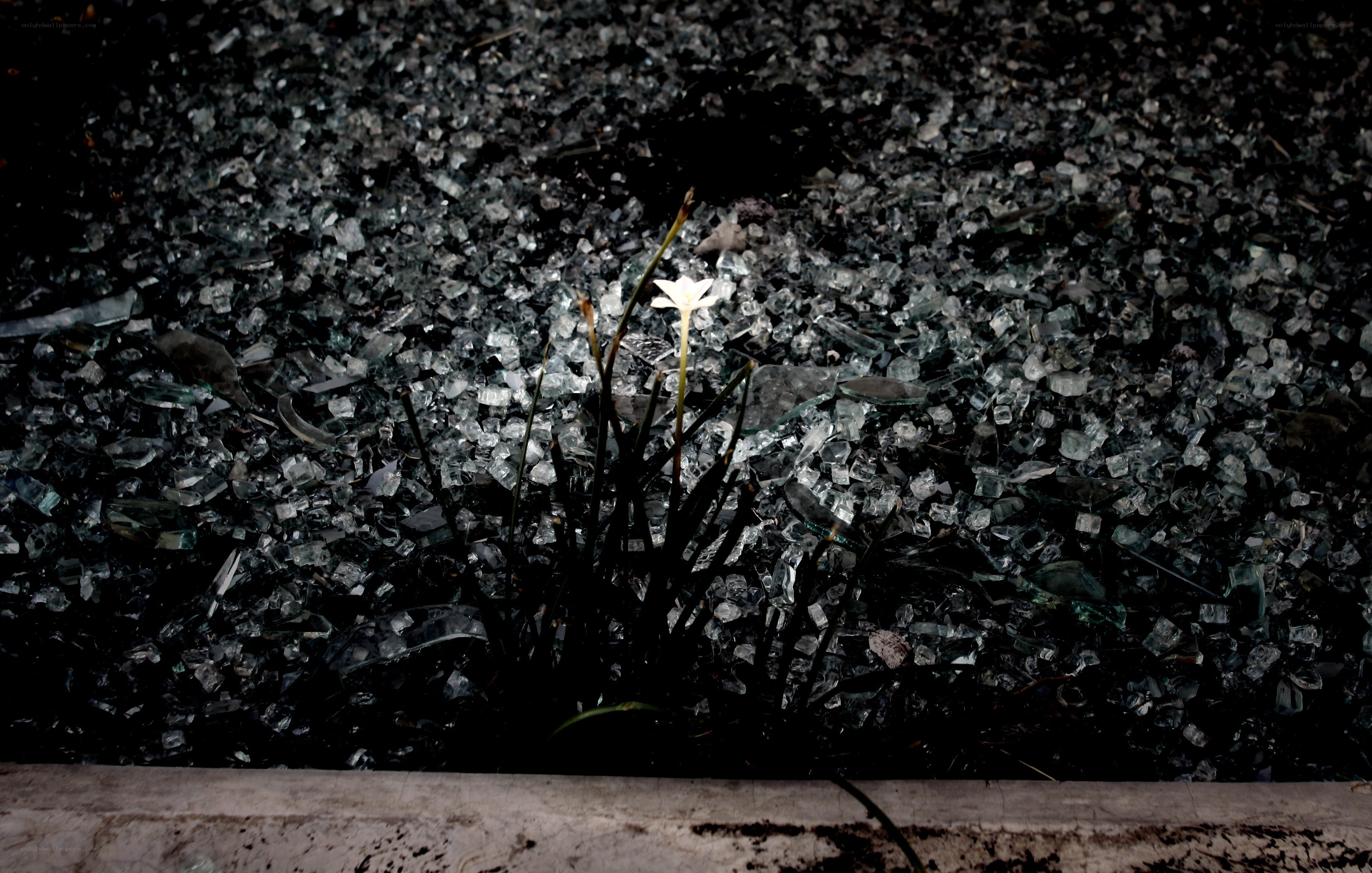 White flower among broken glass