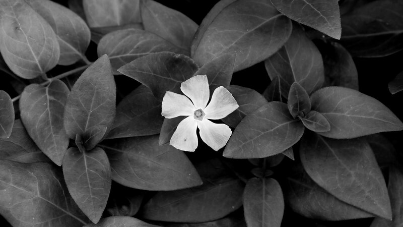 White Flower Among Leaves — Black
