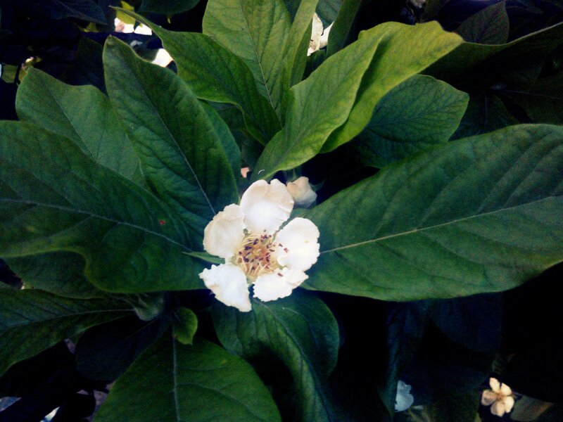 White Flower Among Leaves