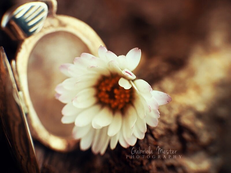 White Flower and Pocket Watch