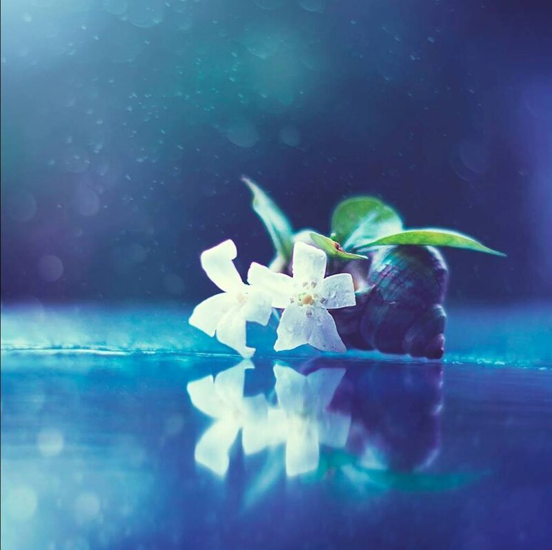 White Flower and Snail
