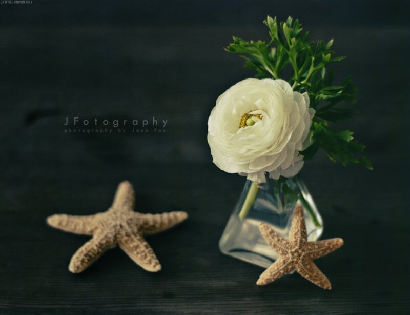 White Flower and Starfish
