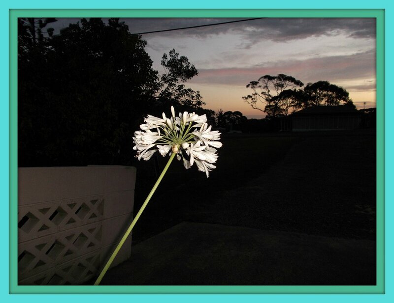 White Flower at Dusk