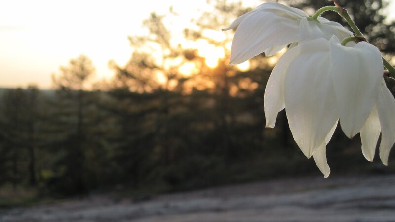 white flower at sunset