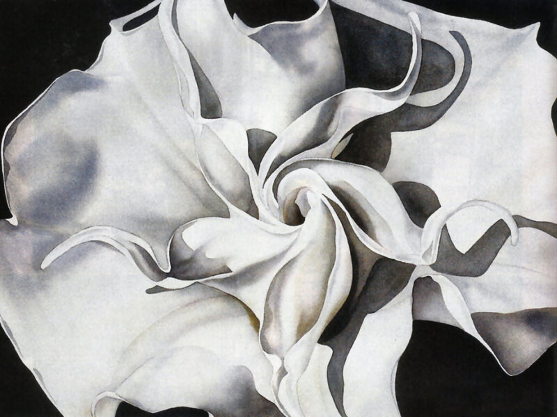 White Flower Bloom — Dramatic