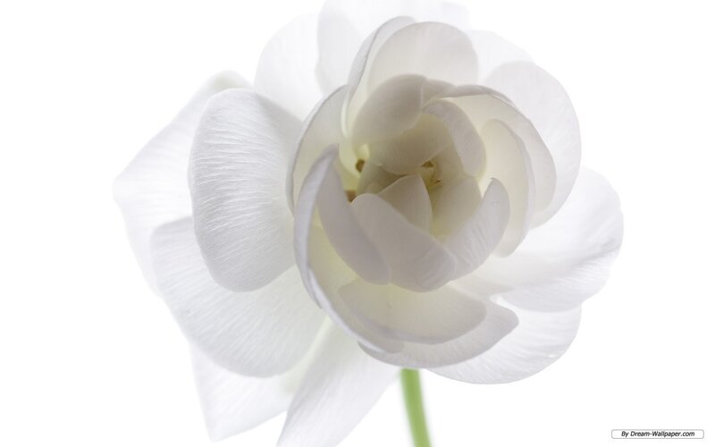White Flower Bloom — Serene, Photograph