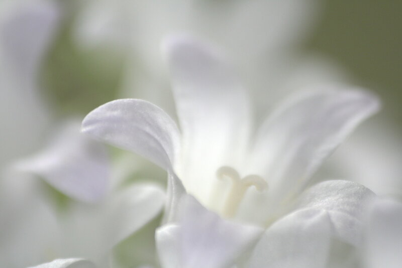 White Flower Bloom — Serene