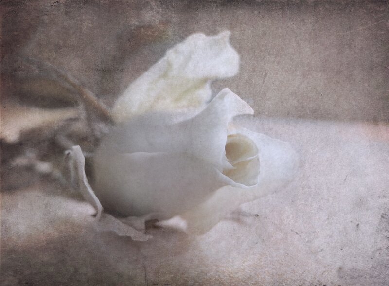 White Flower Bloom — Soft
