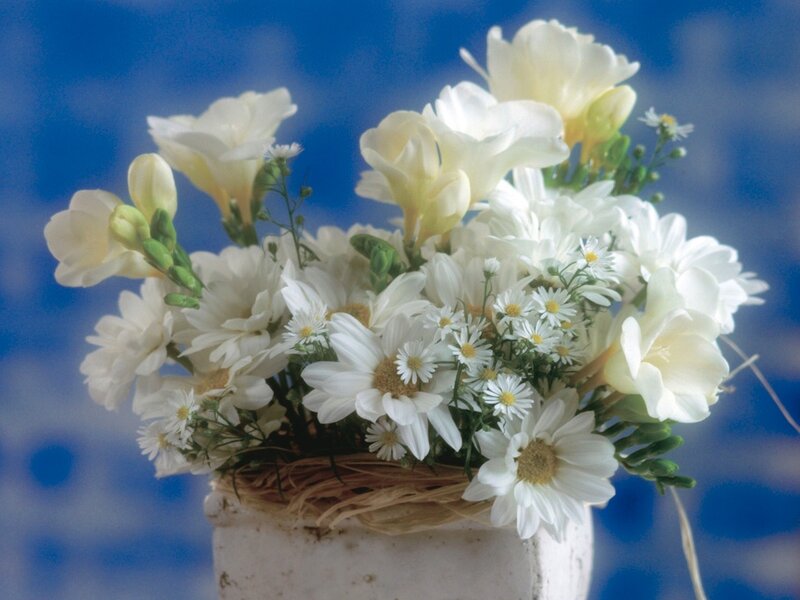 White Flower Bouquet — Serene, Photograph, Daisies