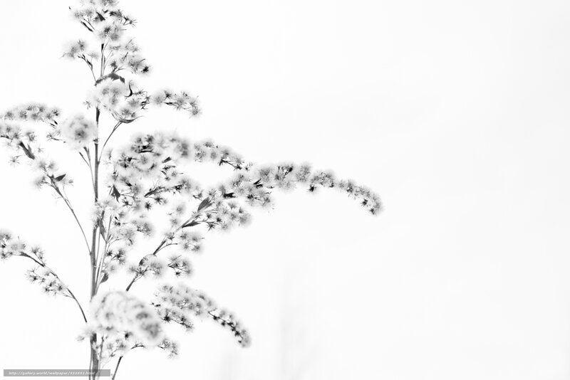 White Flower Branches