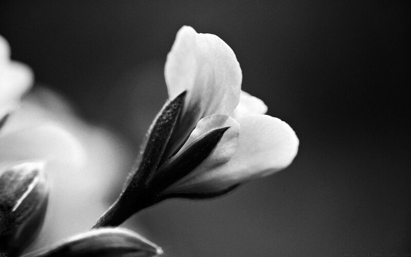 White Flower Bud — Black