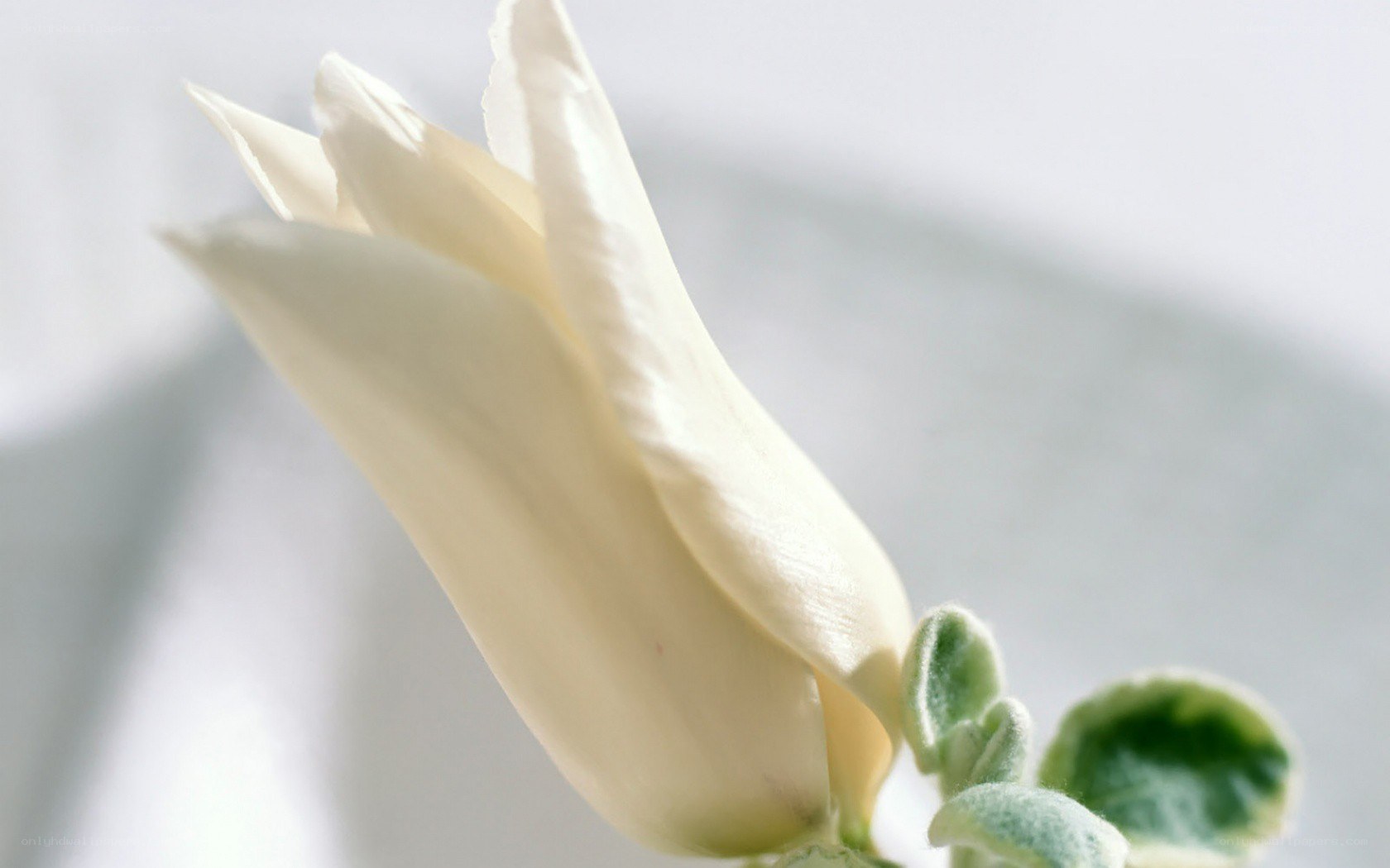 white flower bud close-up