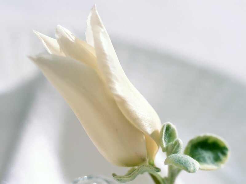 white flower bud close-up