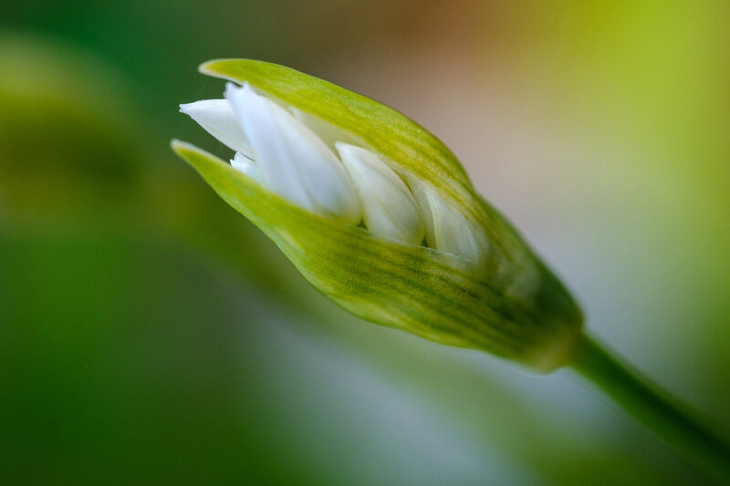 White Flower Bud — Green