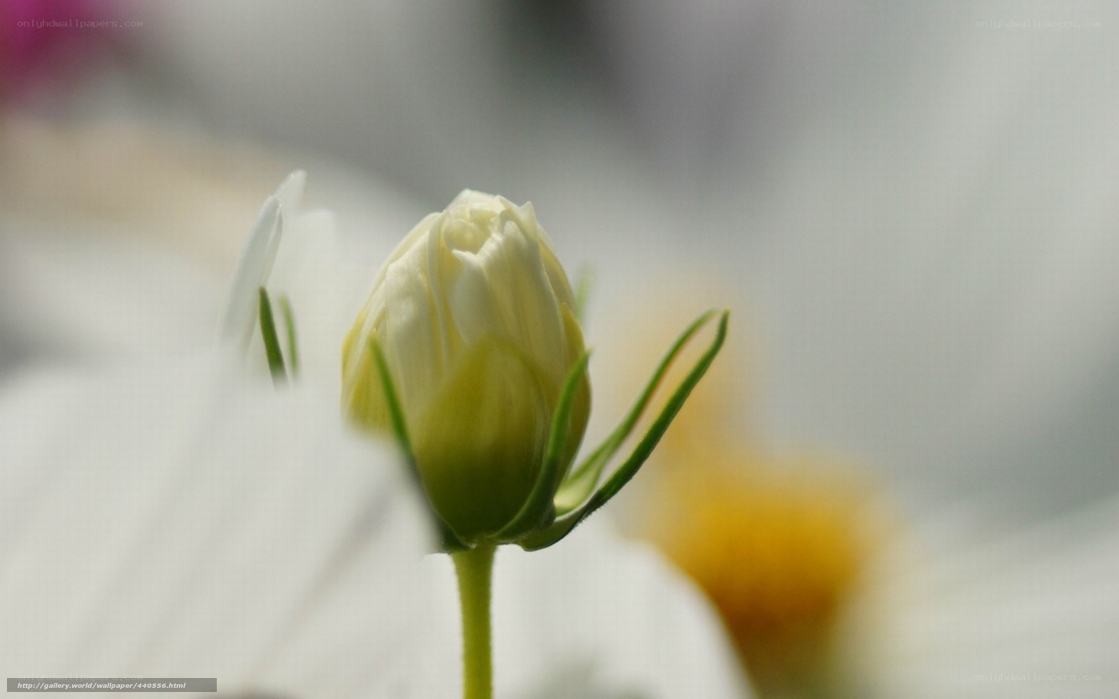 White flower bud in focus