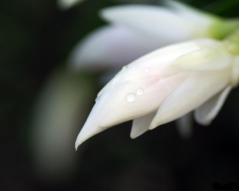 White Flower Bud — Serene