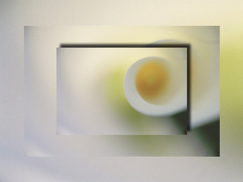 White Flower Bud