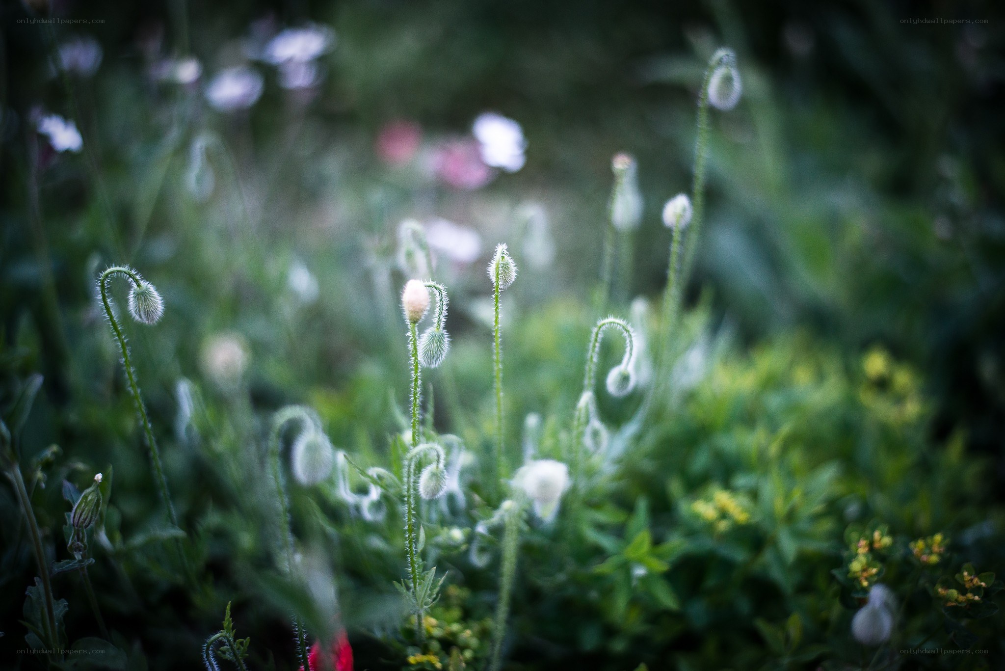 White flower buds in a meadow