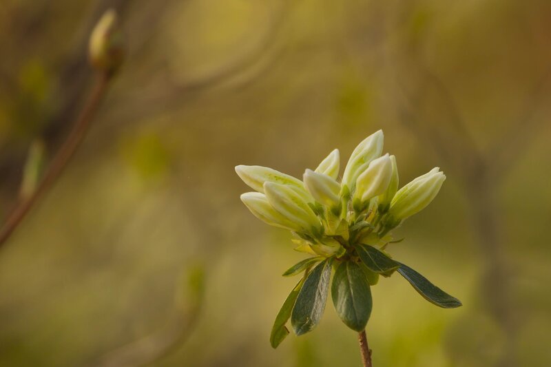 White flower buds in spring