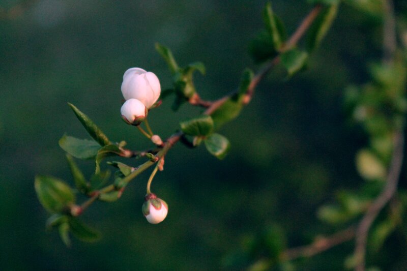 White Flower Buds on Branch