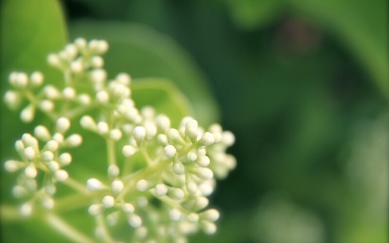 white flower buds on green leaves